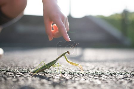 Foto de El niño que encontró la mantis - Imagen libre de derechos