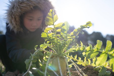 Téléchargez les photos : Un enfant récolte des radis dans les champs - en image libre de droit