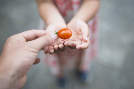 Téléchargez les photos : Un parent et un enfant distribuent une petite tomate - en image libre de droit