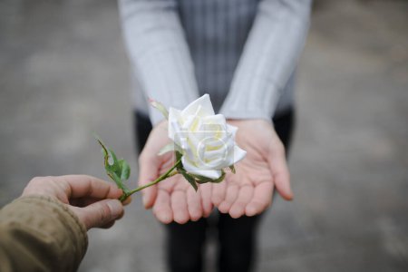 Téléchargez les photos : Couple remettant une rose blanche - en image libre de droit