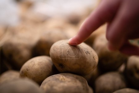 Child's hand pointing at a potato