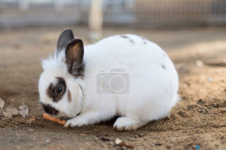 Photo for White rabbit is eating in the garden. - Royalty Free Image