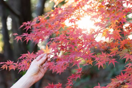 Téléchargez les photos : Main de femme touchant feuilles d'automne - en image libre de droit