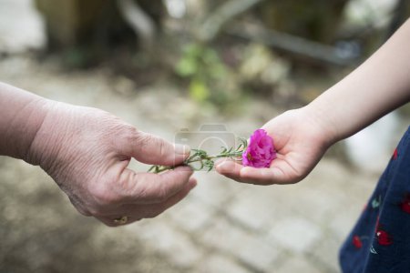 Téléchargez les photos : Grand-mère et petite-fille mains avec fleur rose - en image libre de droit