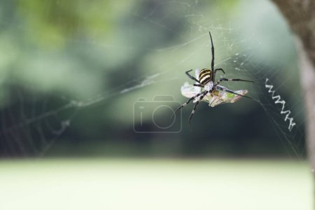 Téléchargez les photos : Araignée qui a attrapé la proie - en image libre de droit