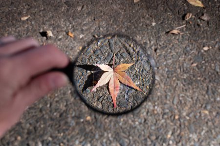 Photo for Enlarge the fallen leaves with a magnifying glass - Royalty Free Image