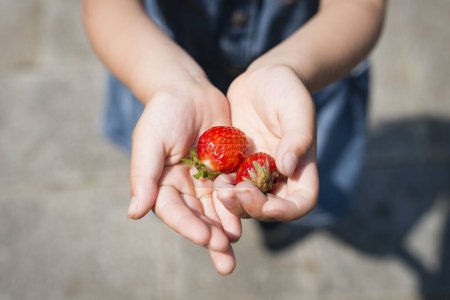 Téléchargez les photos : Enfant avec des fraises dans les mains - en image libre de droit