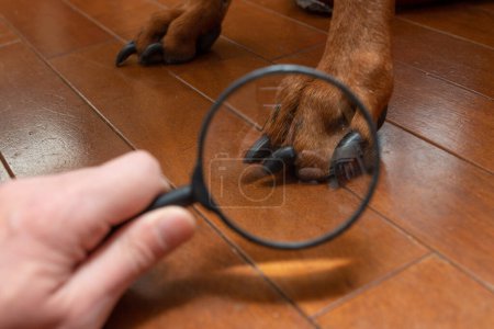 Foto de Agrandar las patas del perro con una lupa - Imagen libre de derechos