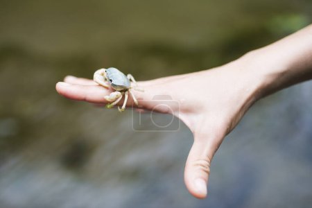 Photo for A crab on a fingers - Royalty Free Image
