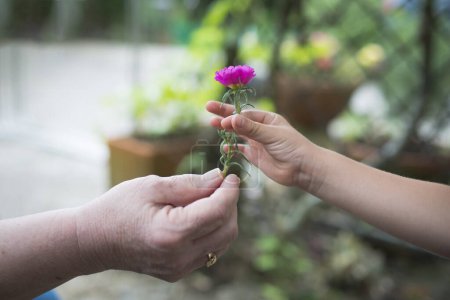 Téléchargez les photos : Grand-mère et petite-fille mains avec fleur rose - en image libre de droit
