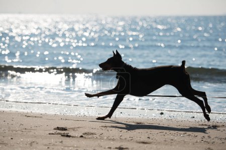 Foto de Doberman dirigiendo una playa de arena - Imagen libre de derechos