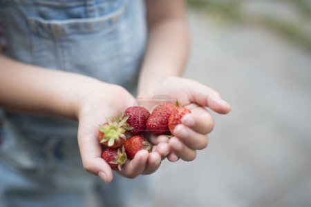 Photo for Child's hands with strawberries - Royalty Free Image