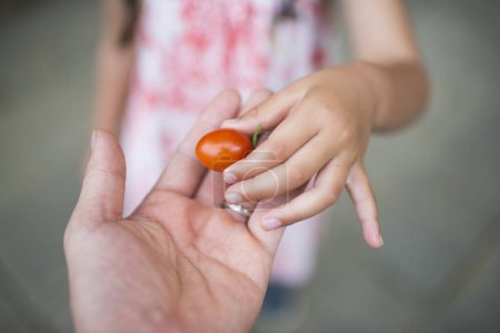 Téléchargez les photos : Un parent et un enfant distribuent une petite tomate - en image libre de droit