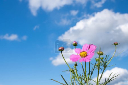 Foto de Flores cosmos rosadas y cielo azul - Imagen libre de derechos