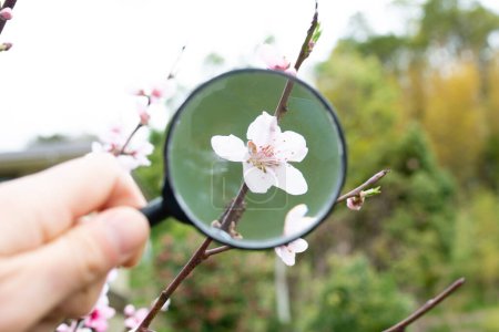 Téléchargez les photos : Regardez les fleurs de cerisier avec une loupe - en image libre de droit