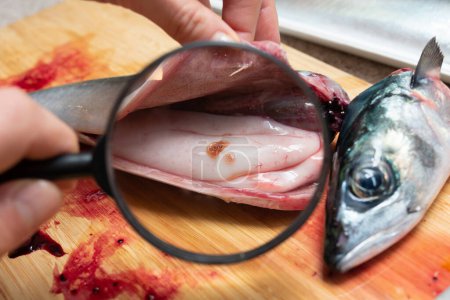 Téléchargez les photos : En regardant à travers une loupe à Anisakis parasite sur les organes internes des poissons - en image libre de droit