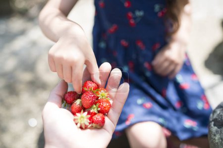 Parent and child hands harvesting strawberries