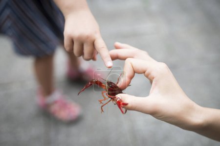Photo for Parent and child who caught crayfish - Royalty Free Image