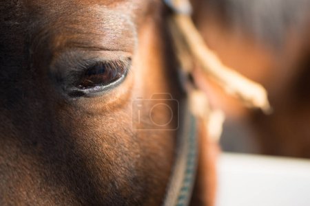 Téléchargez les photos : Vue rapprochée de l "œil de cheval brun - en image libre de droit