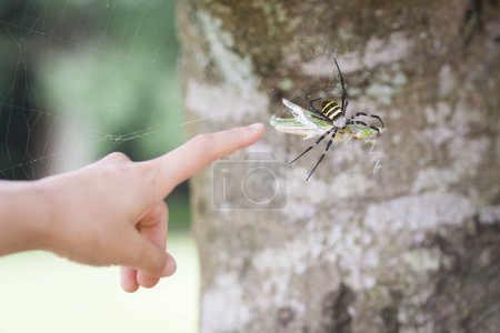 Photo for Spider that caught the prey close-up view - Royalty Free Image