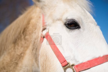 Photo for White horse portrait on farm - Royalty Free Image
