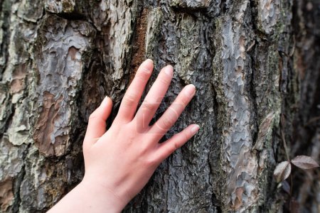 Téléchargez les photos : Main d'enfant touchant un grand arbre - en image libre de droit
