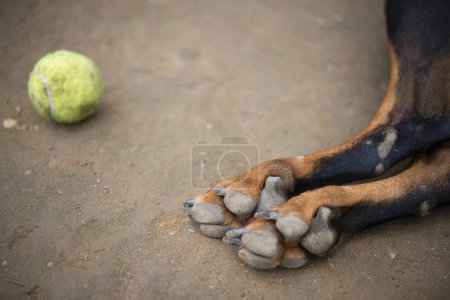 Téléchargez les photos : Pieds de chien et balle de tennis - en image libre de droit