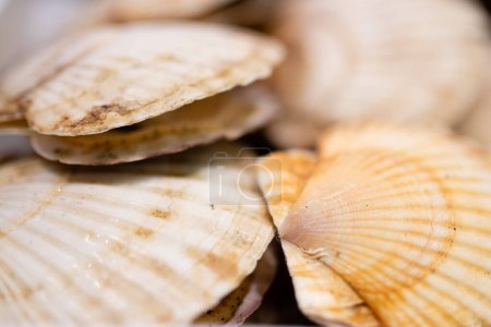 Photo for Lots of fresh raw scallops - Royalty Free Image