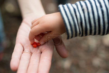 Photo for Parent gives red berries to her child - Royalty Free Image