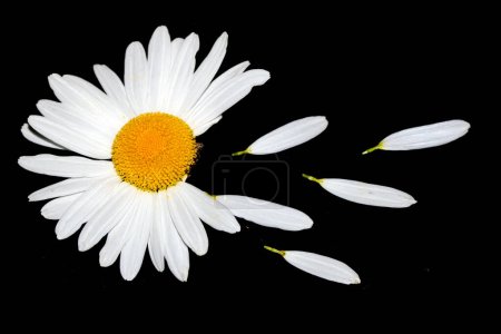 Eine weiße Gänseblümchen-Wildblume in Großaufnahme auf schwarzem Hintergrund
