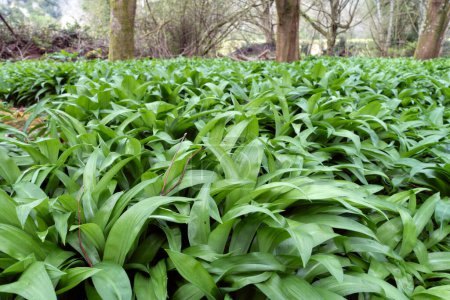 Photo for A Close up of Wild Garlic Growing in the Countryside ready to be Picked and Eaten - Royalty Free Image
