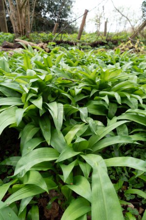 Photo for A Close up of Wild Garlic Growing in the Countryside ready to be Picked and Eaten - Royalty Free Image