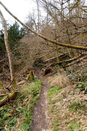 Un paisaje del bosque británico Caminar a través de un sendero con camino