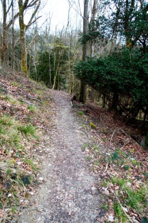 A British Woodland Scenery Walk through a Walking Trail With Path