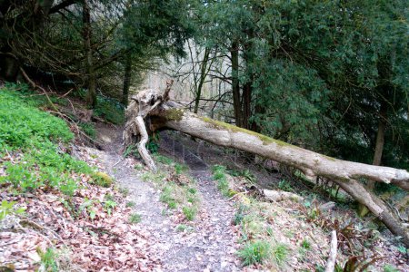 Ein britischer Waldspaziergang durch einen Wanderweg mit Pfad