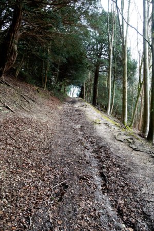 Un paisaje del bosque británico Caminar a través de un sendero con camino