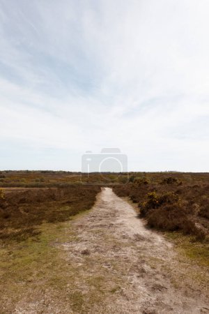 Un paseo por la campiña del nuevo bosque en el Reino Unido en un camino de bosque