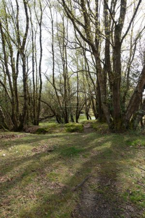 Ein Spaziergang durch die New Forest Countryside in Großbritannien auf einem Waldweg