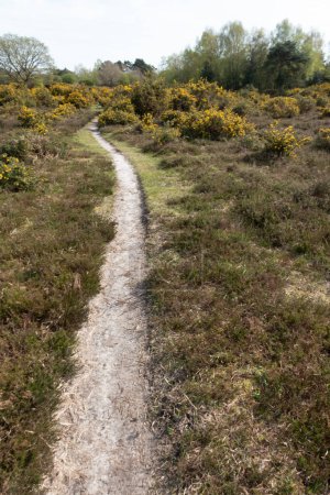 Ein Spaziergang durch die New Forest Countryside in Großbritannien auf einem Waldweg