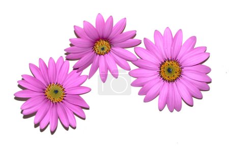 A Pink African Daisy Flower with Petals on a White Background