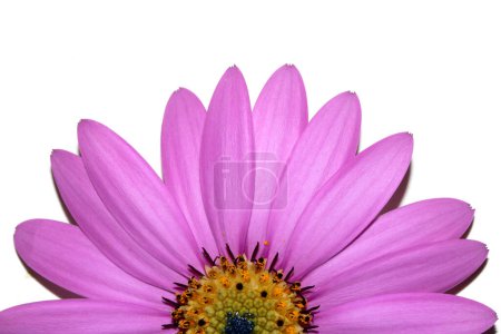 A Pink African Daisy Flower with Petals on a White Background