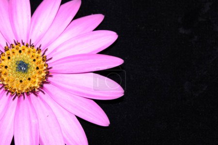 Pink African Daisy Flower with Petals on Background 