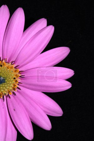 A Pink African Daisy Flower with Petals on Black Background