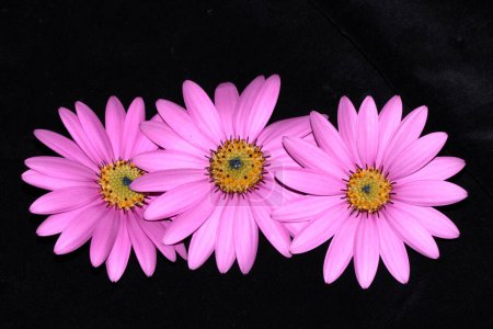 A Pink African Daisy Flower with Petals on Black Background