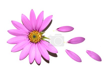 Eine rosafarbene afrikanische Gänseblümchenblume mit fliegenden fallenden Blütenblättern auf weißem Hintergrund