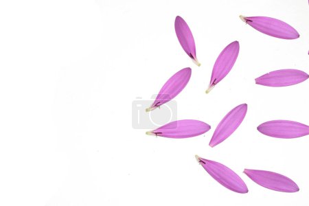 A Pink African Daisy Flower with flying falling Petals on White Background