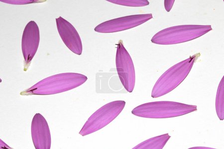 A Pink African Daisy Flower with flying falling Petals on White Background