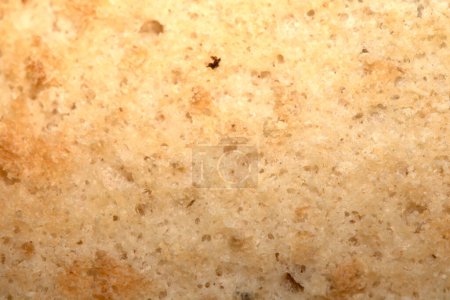 A Close Up of a Toasted Hme Made Bread Roll Showing Texture