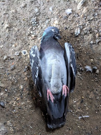 Paloma muerta pájaro en tierra de grava falleció naturalmente