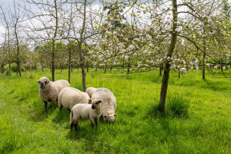 Agroforestería, cría de ovejas en un huerto de manzanas. Seine-Maritime, Francia, 17 de mayo de 2023